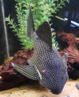 Panaque cf. armbrusteri`xingu`